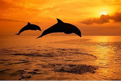 《战地6》PS5版有独占DLC 这让Xbox玩家感到愤怒